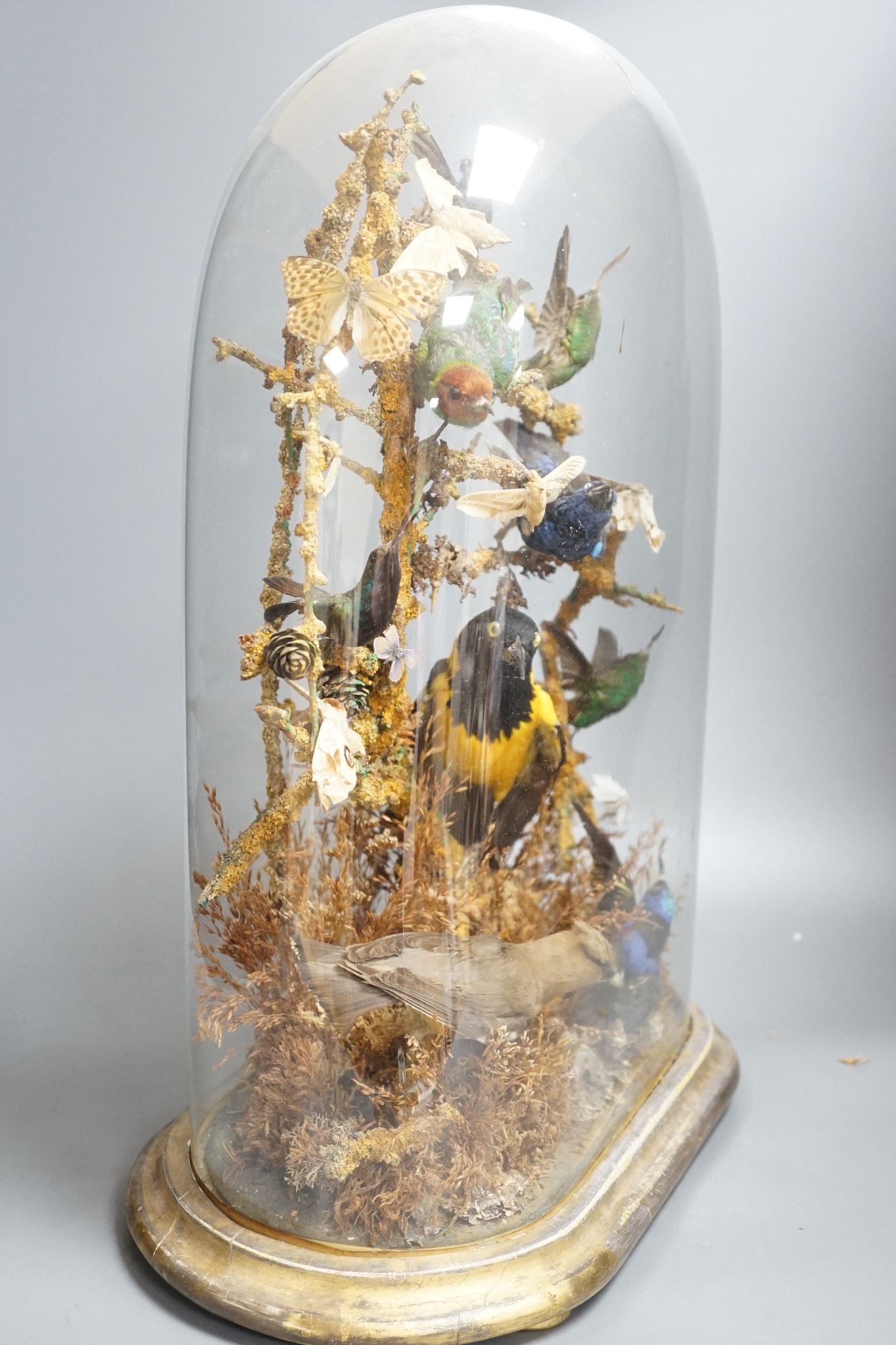 A Victorian menagerie of exotic taxidermic birds and moths, under glass dome, 50cm